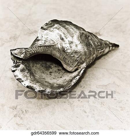Close-up of a metallic shell View Large Photo Image Stock Photo - Close-up of a metallic shell. Fotosearch