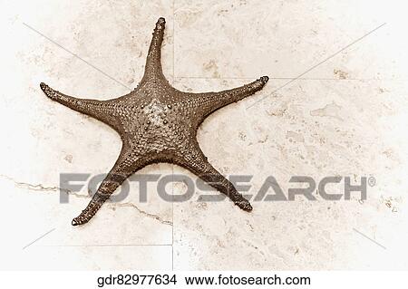 Close-up of a metallic starfish View Large Photo Image Picture - Close-up of a metallic starfish. Fotosearch