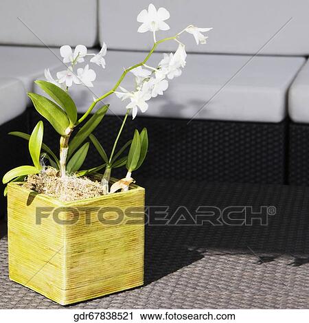 Close-up of a potted plant View Large Photo Image Stock Image - Close-up of a potted plant. Fotosearch