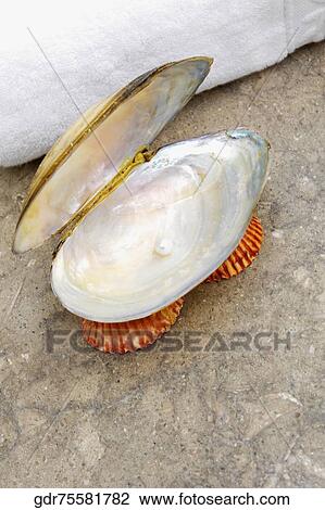 Stock Image - Close-up of a soap dish. Fotosearch