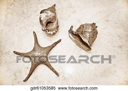Close-up of a starfish with shells View Large Photo Image Stock Photography - Close-up of a starfish with shells. Fotosearch
