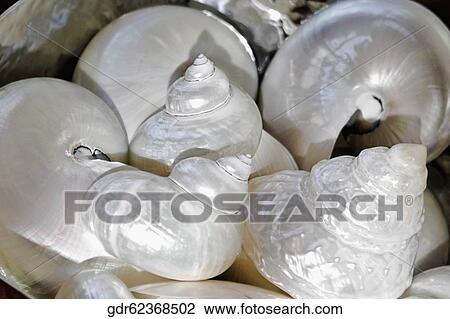 Close-up of conch shells View Large Photo Image Stock Image - Close-up of conch shells. Fotosearch