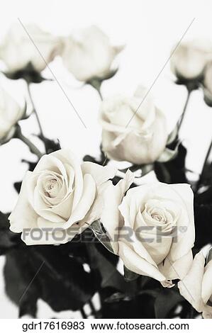 Stock Image - Close-up of rose flowers. Fotosearch