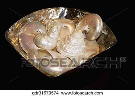 Picture - Close-up of shells in a bowl. Fotosearch