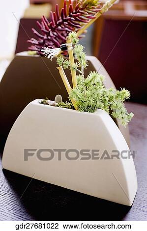 Close-up of two flower pots View Large Photo Image Stock Image - Close-up of two flower pots. Fotosearch