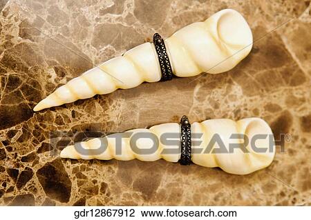 Close-up of two shells View Large Photo Image Stock Image - Close-up of two shells. Fotosearch
