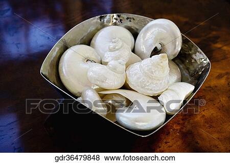 Conch shells in a bowl View Large Photo Image Stock Photo - Conch shells in a bowl. Fotosearch