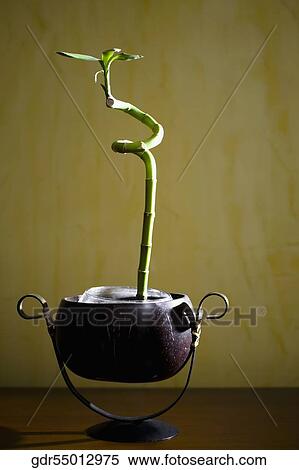 Lucky bamboo on a table View Large Photo Image Stock Photography - Lucky bamboo on a table. Fotosearch