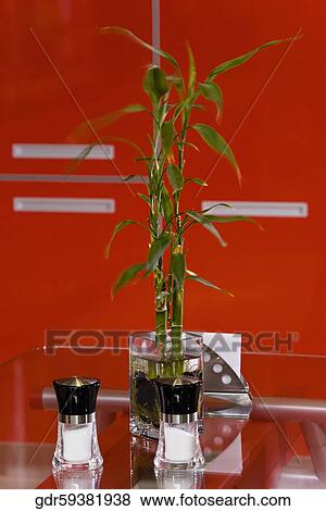 Lucky bamboo with two salt shakers on a table View Large Photo Image Stock Photo - Lucky bamboo with two salt shakers on a table. Fotosearch