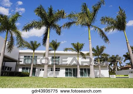 Stock Photography - Palm tree in front of a building. Fotosearch