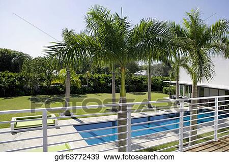 Palm trees along a swimming pool View Large Photo Image Stock Photo - Palm trees along a swimming pool. Fotosearch
