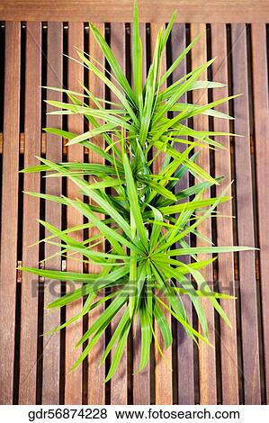 Plant on a dining table View Large Photo Image Stock Photo - Plant on a dining table. Fotosearch