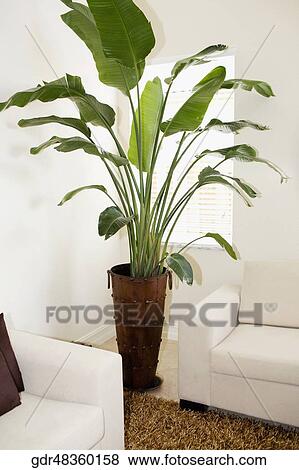 Stock Photo - Potted plant in a living room. Fotosearch