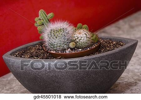 Potted plant in the bathroom View Large Photo Image Stock Photo - Potted plant in the bathroom. Fotosearch