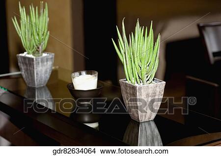 Two houseplants on a table View Large Photo Image Picture - Two houseplants on a table. Fotosearch