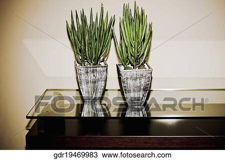 Two houseplants on a table View Large Photo Image Stock Image - Two houseplants on a table. Fotosearch