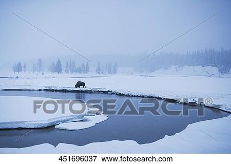 American bison (Bison bison) in snow covered landscape, Yellowstone National Park, Wyoming, USA View Large Photo Image Stock Photo - American bison (Bison bison) in snow covered landscape, Yellowstone National Park, Wyoming, USA. Fotosearch