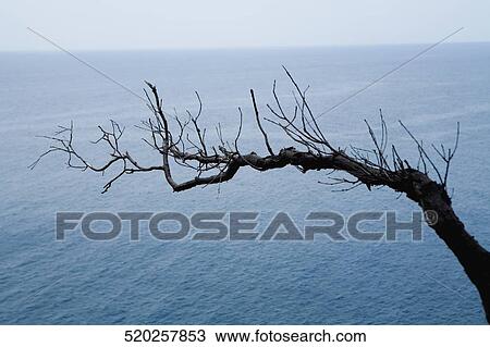 Bare tree overlooking sea, Italian Riviera, Cinque Terre National Park, Italy View Large Photo Image Stock Image - Bare tree overlooking sea, Italian Riviera, Cinque Terre National Park, Italy. Fotosearch