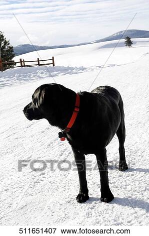 Stock Photo - Black Labrador standing in snow, West Yellowstone, Gallatin County, Montana, USA. Fotosearch