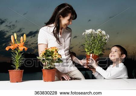 Boy giving a flower pot to his mother and smiling View Large Photo Image Stock Photo - Boy giving a flower pot to his mother and smiling. Fotosearch