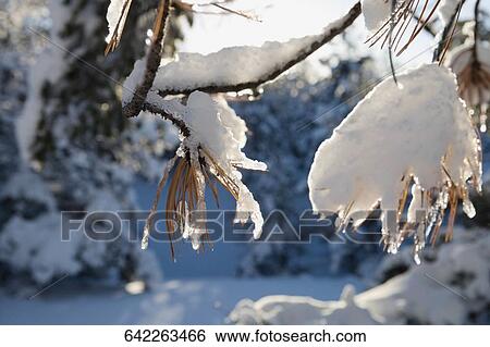 Branches of a tree covered with snow View Large Photo Image Stock Photograph - Branches of a tree covered with snow. Fotosearch