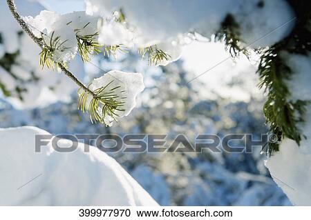 Branches of trees covered with snow View Large Photo Image Stock Image - Branches of trees covered with snow. Fotosearch