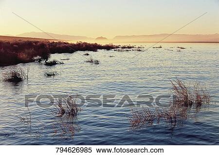 Bushes in the lake, Lake Mead, Utah, USA View Large Photo Image Stock Photography - Bushes in the lake, Lake Mead, Utah, USA. Fotosearch