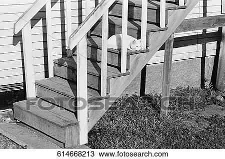 Cat on a staircase View Large Photo Image Stock Image - Cat on a staircase. Fotosearch