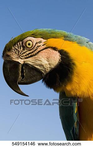 Close-up of a blue and yellow Macaw (Ara ararauna), Miami Beach, Florida, USA View Large Photo Image Stock Photograph - Close-up of a blue and yellow Macaw (Ara ararauna), Miami Beach, Florida, USA. Fotosearch