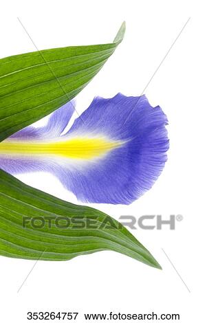 Close-up of a blue flower View Large Photo Image Stock Photo - Close-up of a blue flower. Fotosearch