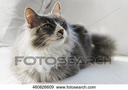 Close-up of a cat sitting on a couch View Large Photo Image Stock Photo - Close-up of a cat sitting on a couch. Fotosearch