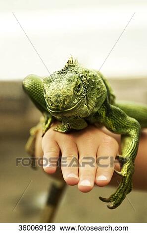 Close-up of a chameleon on a person's hand, Singapore View Large Photo Image Stock Photo - Close-up of a chameleon on a person's hand, Singapore. Fotosearch