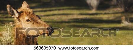 Stock Image - Close-up of a deer, Yellowstone National Park, Wyoming, USA. Fotosearch