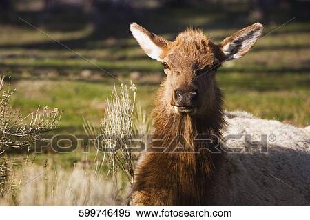 Close-up of a deer, Yellowstone National Park, Wyoming, USA View Large Photo Image Stock Photography - Close-up of a deer, Yellowstone National Park, Wyoming, USA. Fotosearch