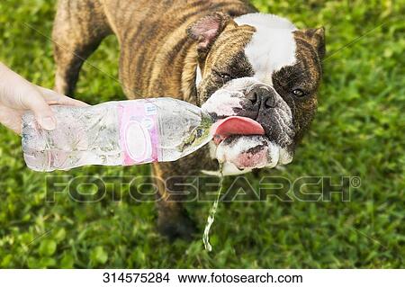 Close-up of a dog drinking water from a bottle held by a person's hands View Large Photo Image Picture - Close-up of a dog drinking water from a bottle held by a person's hands. Fotosearch