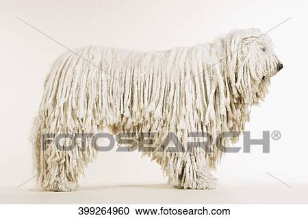 Close-up of a dog View Large Photo Image Stock Image - Close-up of a dog. Fotosearch