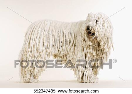 Stock Photography - Close-up of a dog. Fotosearch