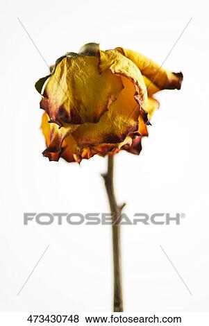 Close-up of a dry flower View Large Photo Image Stock Photo - Close-up of a dry flower. Fotosearch