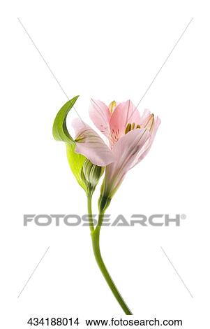 Picture - Close-up of a flower. Fotosearch