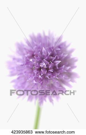 Close-up of a flower View Large Photo Image Stock Image - Close-up of a flower. Fotosearch