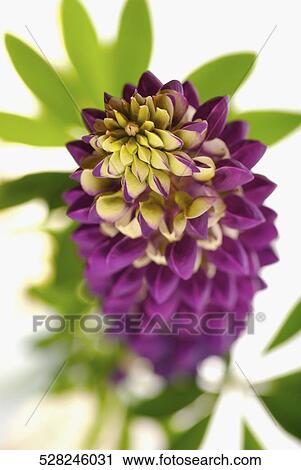 Close-up of a flower View Large Photo Image Stock Image - Close-up of a flower. Fotosearch