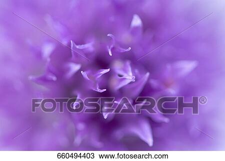 Close-up of a flower View Large Photo Image Stock Image - Close-up of a flower. Fotosearch