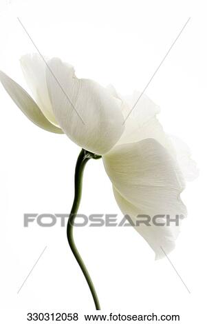 Close-up of a flower View Large Photo Image Stock Photo - Close-up of a flower. Fotosearch