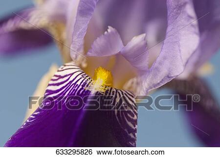 Stock Photograph - Close-up of a flower. Fotosearch