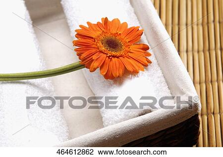 Close-up of a flowers with towels in a container View Large Photo Image Stock Image - Close-up of a flowers with towels in a container. Fotosearch