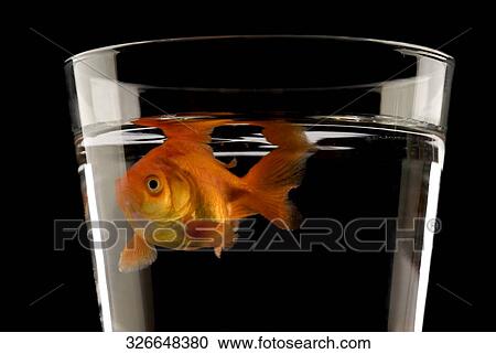 Close-up of a goldfish in a glass View Large Photo Image Stock Image - Close-up of a goldfish in a glass. Fotosearch