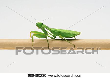 Close-up of a grasshopper on a stem View Large Photo Image Stock Image - Close-up of a grasshopper on a stem. Fotosearch