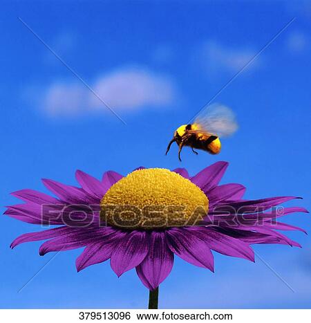 Close-up of a honey bee pollinating a flower View Large Photo Image Stock Photograph - Close-up of a honey bee pollinating a flower. Fotosearch