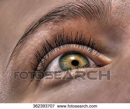 Close-up of a human eye View Large Photo Image Stock Photo - Close-up of a human eye. Fotosearch