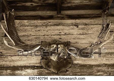 Close-up of a hunting trophy mounted on a wall, Old Trail Town, Cody, Wyoming, USA View Large Photo Image Picture - Close-up of a hunting trophy mounted on a wall, Old Trail Town, Cody, Wyoming, USA. Fotosearch